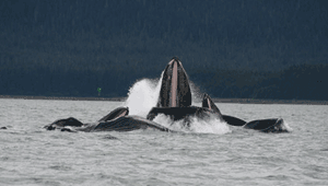 Lunge feeding by humpback whales