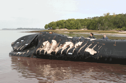 Stranded Right Whale with signs of a ship collision