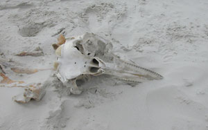 Bottlenose dolphin skull in the sand
