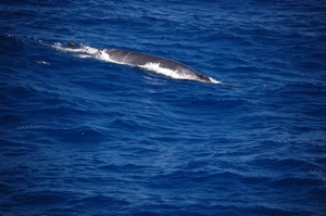 Bryde's Whale Species Photo