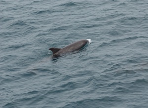 Pygmy Killer Whale Species Photo