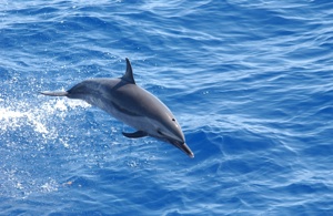 Pantropical Spotted Dolphin Species Photo