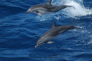 Clymene Dolphin Species Photo