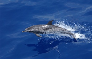 Atlantic Spotted Dolphin Species Photo
