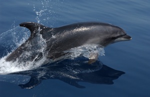 Bottlenose Dolphin Species Photo