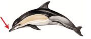 In some dolphins and whales, this refers to an elongated area of the head that include the mouth and jaws.<BR><BR>