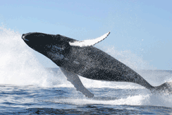 A behavior of whales and dolphins where they jump completely or partially out of the water and land on their belly, sides, or back making a large splash. Photo: NOAA.<BR><BR>