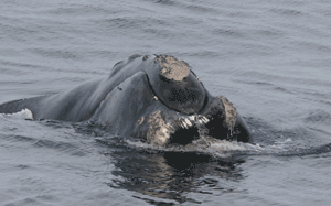 The thickened skin, or calluses, found on the heads of the right whales (<i>Eubalaena</i> sp.).  These patches appear light gray to white compared to the dark gray skin of the whales.  These callosities are inhabited by colonies of whale lice.  Photo: NOAA.<BR><BR>