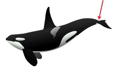 On a cetacean, the generally narrow area found close to the tail, also referred to as the tail stock.<BR><BR>