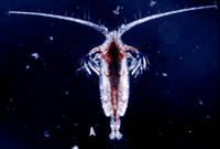 A group of small crustaceans living in almost all bodies of fresh and salt water.  Copepods are a common food source for species of baleen whales. Photo: NOAA Central Library Historical Fisheries Collection.<BR><BR>