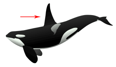 The fin on the back, or top, of cetaceans and fish.<BR><BR>