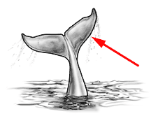 The tail fin (also called a caudal fin) of a whale or dolphin.<BR><BR>