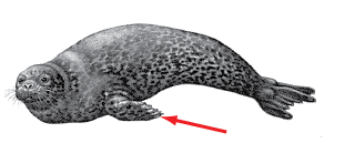 The pectoral flippers or front pair of flippers found on pinnipeds.<BR><BR>
