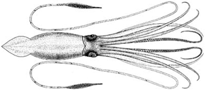 Members of the genus <i>Architeuthis</i>.  Giant squids are large cephalopods. Large giant squids can reach up to 46 feet (14 meters) length and over 1000 pounds (450 kilograms).  Average giant squid range from 20 to 40 feet (6-12 meters) in length and less than 1000 pounds.  Sperm whales eat giant squids.<BR><BR>