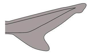 A tail of a fish or mammal that has a larger, longer upper lobe.  This shape is typical in shark species.  <BR><BR>