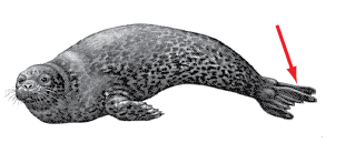 The rear flipper or pair of flippers on a pinniped.<BR><BR>