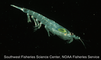 Members of the order Euphausiacea.  These small crustaceans look like tiny shrimp and are also called euphausiids. They are a common food item for many cetaceans.  Photo: Southwest Fisheries Science Center, NOAA Fisheries Service.<BR><BR>