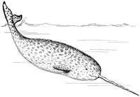 A whale species, <i>Monodon monoceros</i>, found in arctic waters.  These whales gave a long spiralled tooth, that looks like a horn extending out the front of their head.<BR><BR>