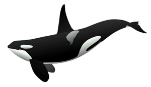 Orcas are one common name for killer whales (<i>Orcinus orca</i>).<BR><BR>