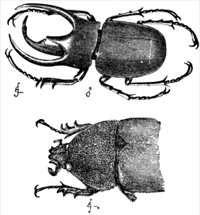 When males and females of the same species having two different forms, commonly in size, shape, or color.  Some whale species have differences in the sizes of males and females.  In the beaked whales, adult males have visible exposed teeth and the females do not. The image shows a male beetle (above) and a female (below) of the same species.<BR><BR>
