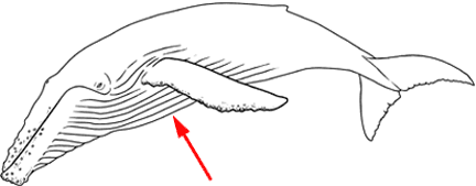 Pleats or grooves on the throat of baleen and some other species of whales.  These pleats allow the throat to expand like an accordian, letting these whales take large amounts of water into their throats (see pleats).<BR><BR>