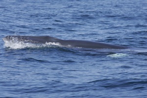 Minke Whale Species Photo