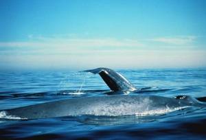 Blue Whale Species Photo