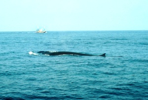 Fin Whale Species Photo