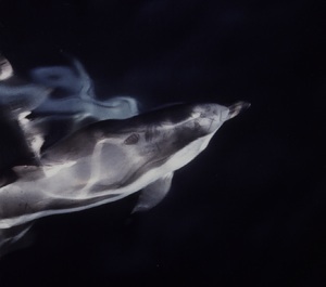 Short-Beaked Common Dolphin Species Photo