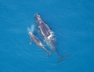 North Atlantic Right Whale Species Photo