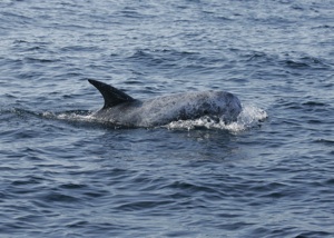 Risso's Dolphin Species Photo