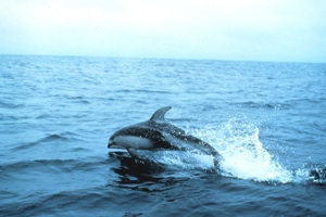 Atlantic White-Sided Dolphin Species Photo