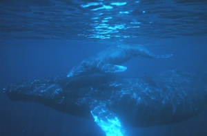 Humpback Whale Species Photo