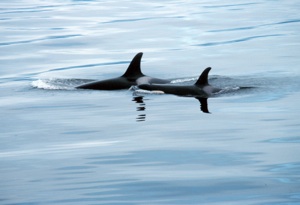Killer Whale Species Photo
