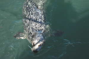 Harbor Seal Species Photo