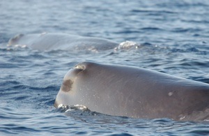 Sperm Whale Species Photo