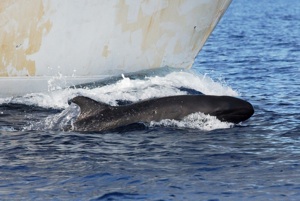False Killer Whale Species Photo