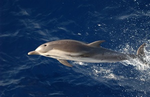 Striped Dolphin Species Photo