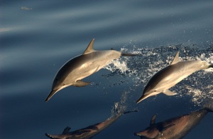 Spinner Dolphin Species Photo