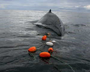 Humpback whale entangled in a gillnet